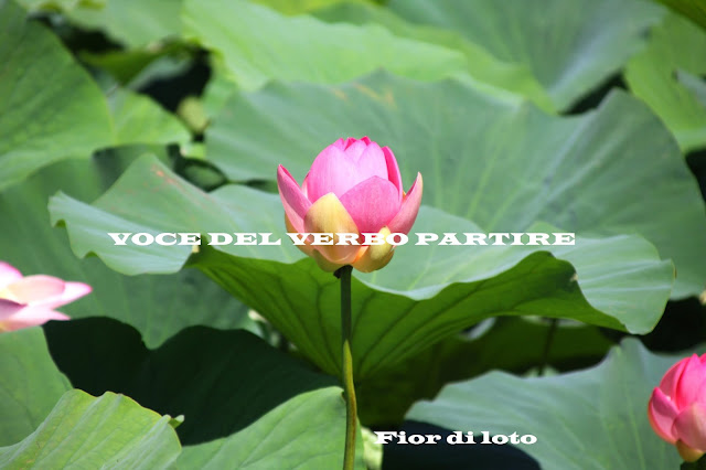 NAVIGAZIONE SUL MINCIO PER LA FIORITURA DEI FIOR DI LOTO