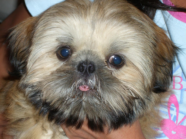 Quando posso sair com o filhote de shih tzu na rua?