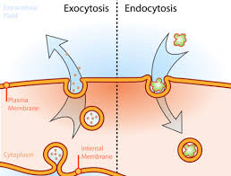 endositosis dan eksositosis