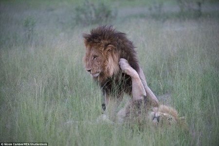 Omg! Have You Ever Seen Homosexual Lions Before? These Photos Will Surely Blow Your Mind