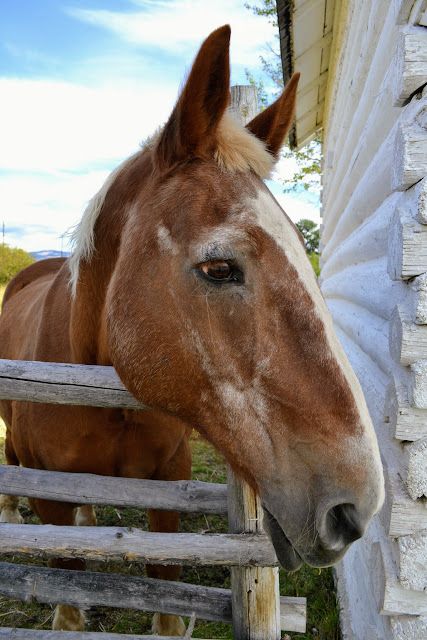 Ранчо Грант-Корс, Монтана (Grant-Kohrs Ranch National Historic Site, MT)