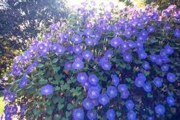 Morning Glories