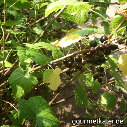Schwarze Johannisbeere