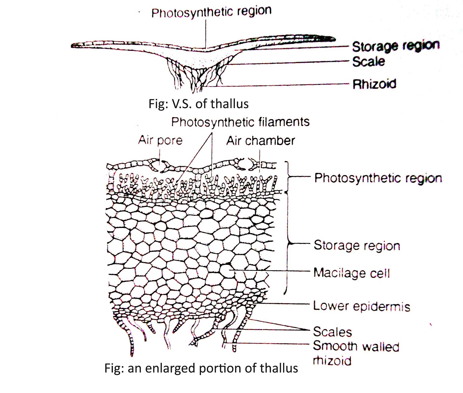 Diagram Of Liverwort NonVascular Plants Definition and