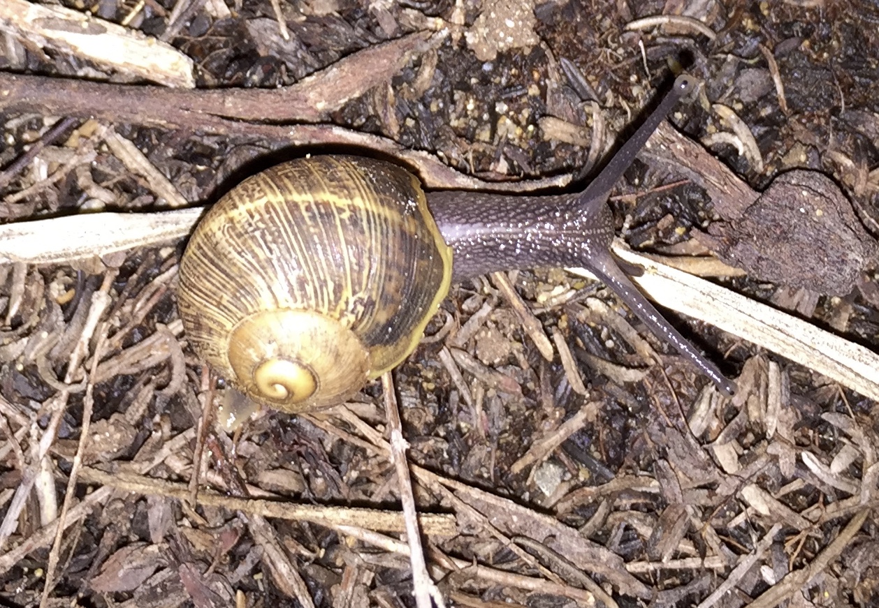 Growing inquisitive twins Do snails have tails? Start of a snail Inquiry
