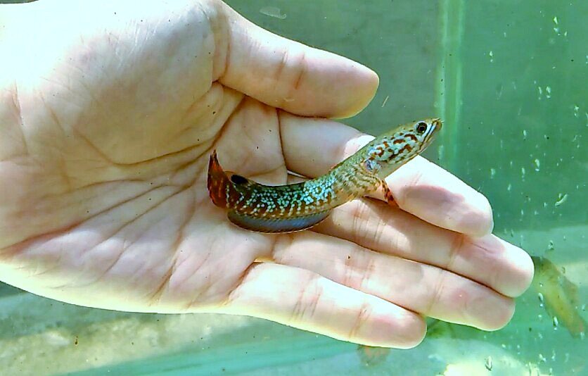 Teknik Budidaya Ikan Channa