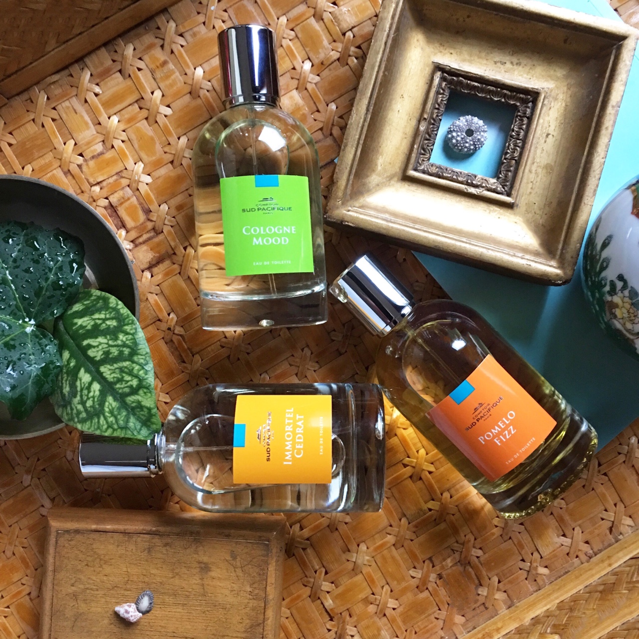 The Beauty Cove IL PROFUMO Collezione JARDINS POP • IMMORTEL CEDRAT ⋆