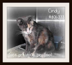 9/6/11 Liberty County AC Cats Foster Care Fund