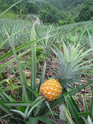 A ripe pineapple on the plant