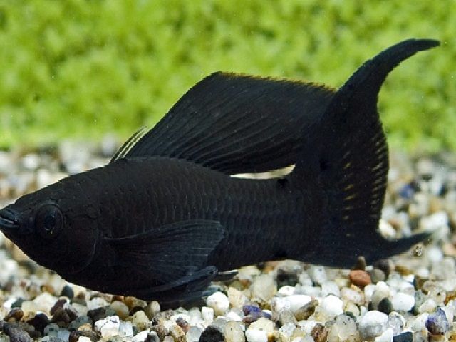 Ikan Hias Aquarium Mini