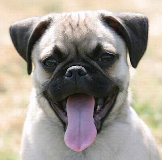 Pug Puppy Picture