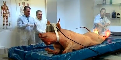 Pig electrocution from 'How to kill a human being' with Michael Portillo