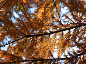 Bald cypress Taxodium distichum Peve Yellow autumn foliage Toronto Botanical Garden by garden muses-not another Toronto gardening blog