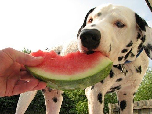 watermelon for dogs good or bad