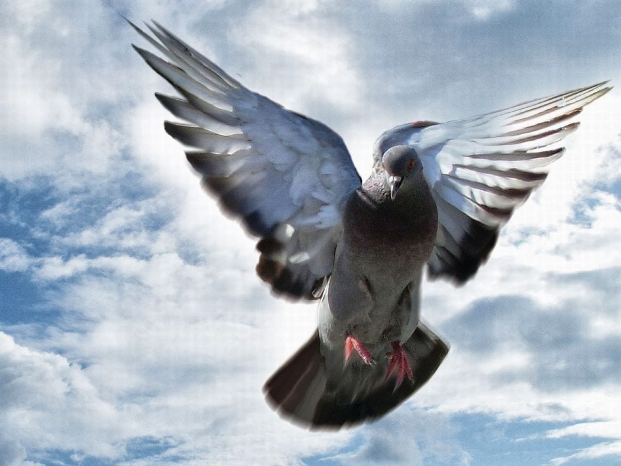 A Bird s Eye View On Racing Pigeons Breeding Picking Up The Good  a-bird-s-eye-view-on-racing-pigeons-breeding-picking-up-the-good