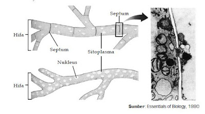 Struktur Tubuh, Cara Mendapatkan Makanan dan Cara Reproduksi Jamur (Fungi)
