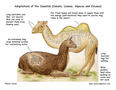 camels adaptations camellos adaptaciones llamas exploringnature alpacas mammals