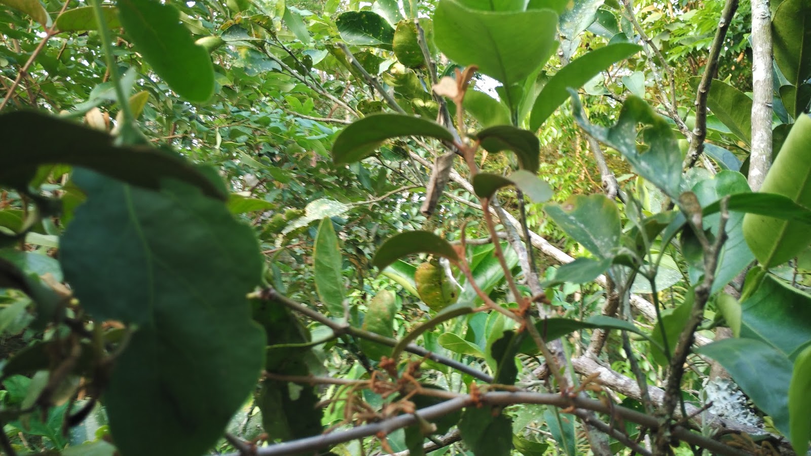 The Benefits of Coffee Parasite a Herbal Medicine Against Cancer Safelinks™