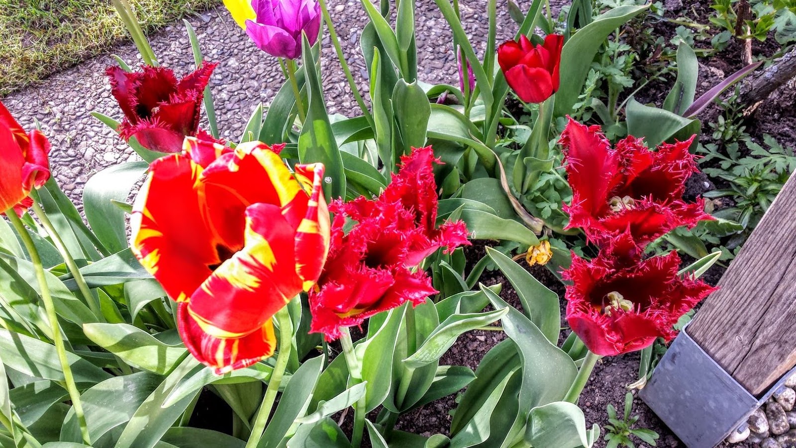 Miroslav B Dushaniћ Lyrik Lyric Poeziјa Mesha Selimoviћ