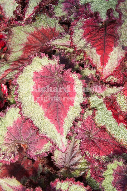 Всё о бегониях и не только... Begonia rex 'Shadow King Strawberry Lime