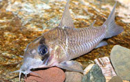 Jenis Ikan Corydoras guianensis
