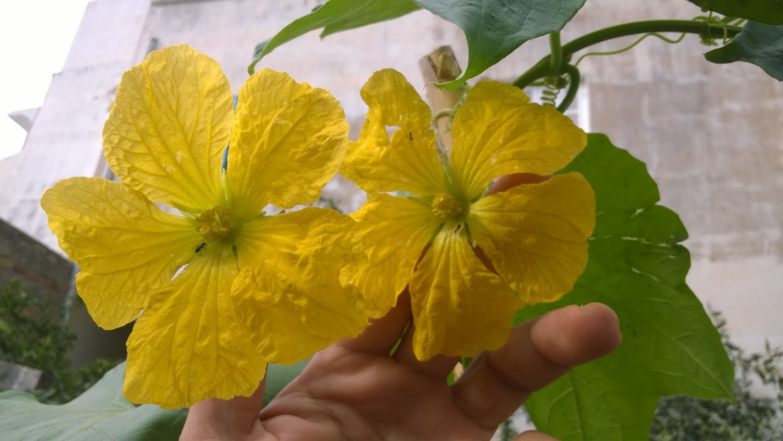 How To Grow Luffa Sponge