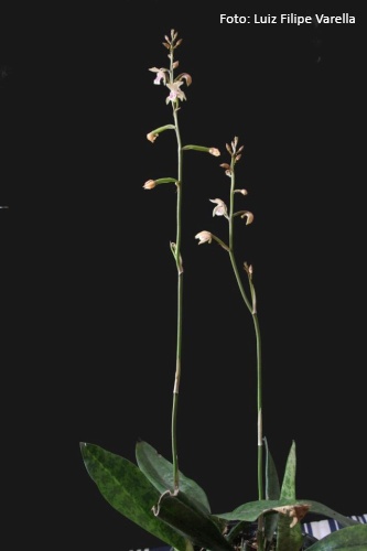 Grupo Orquideófilo del Norte Santafesino: Orquídeas argentinas: Oeceoclades  maculata