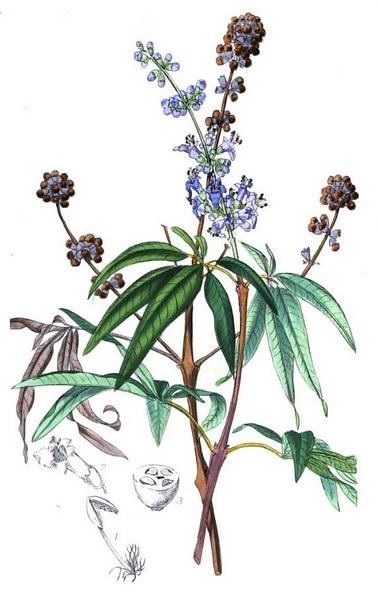 agnus castus köpa agnus castus köpa