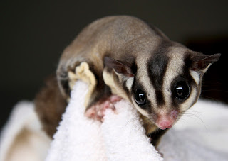 15 Fakta Unik Sugar Glider Hewan Peliharaan Populer Di Indonesia