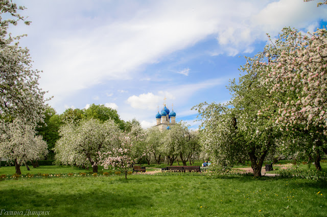 О жизни: Яблони в Коломенском