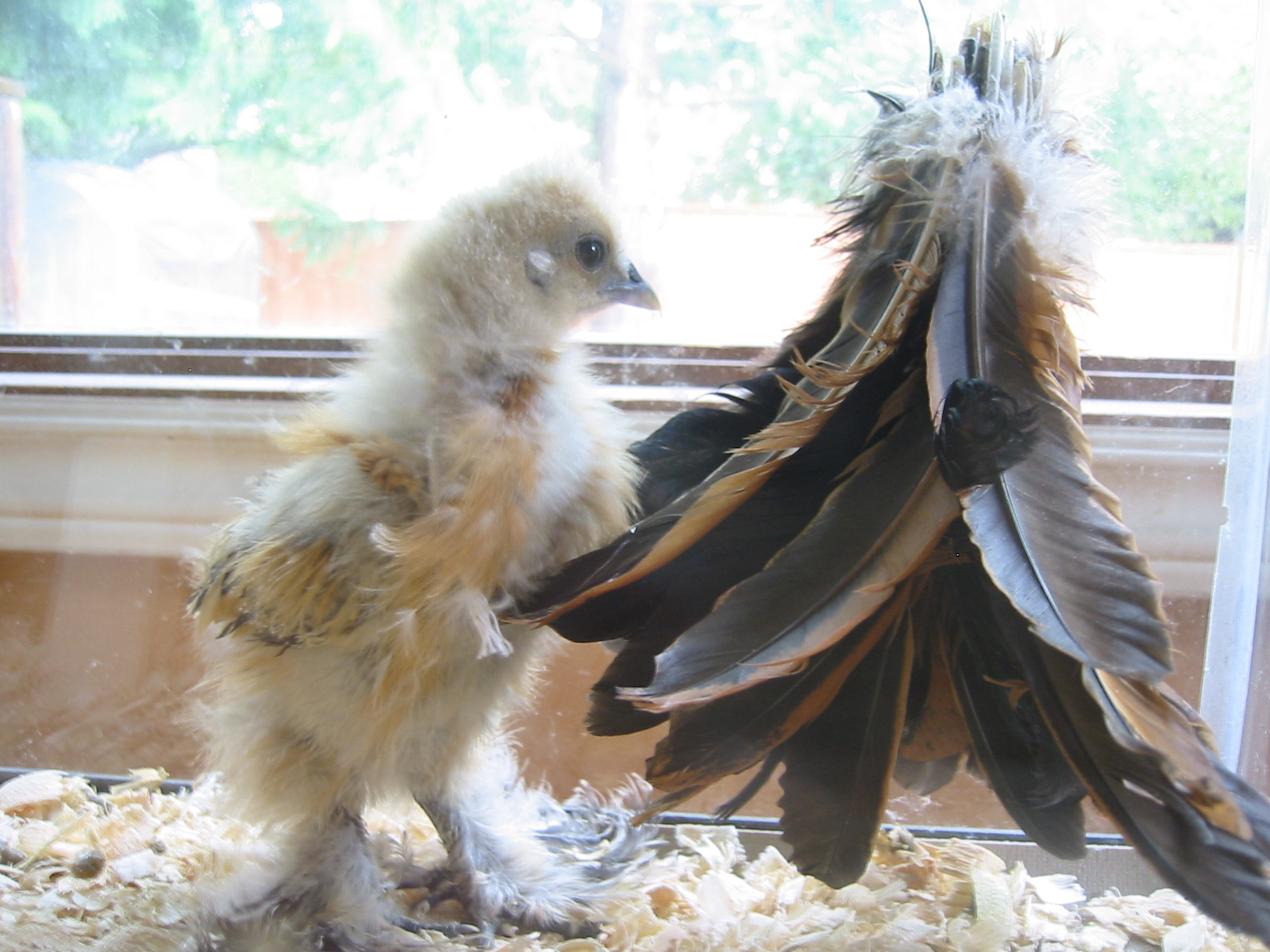 What's up with my chickens... Feather duster buddy for lonely chick