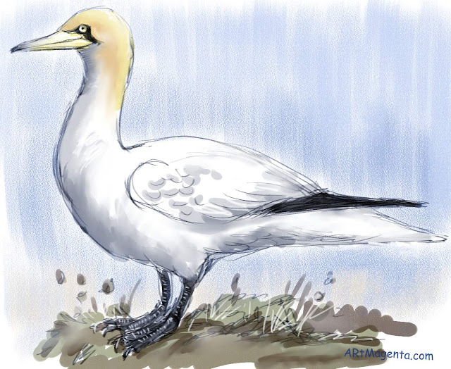 Northern Gannet sketch painting. Bird art drawing by illustrator Artmagenta