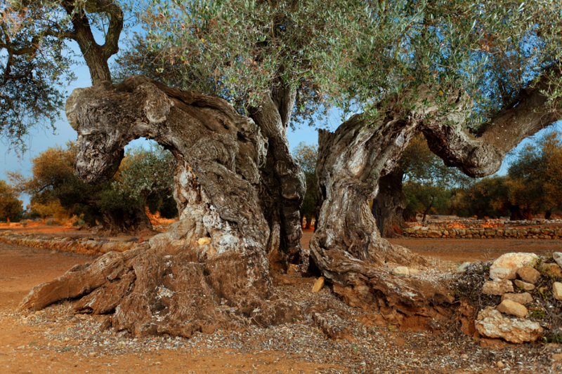 Olivos milenarios de la Taula del Sénia (Territorio del Sénia)