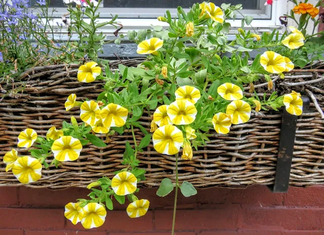 Yellow flowers in a window box in Pittsburgh