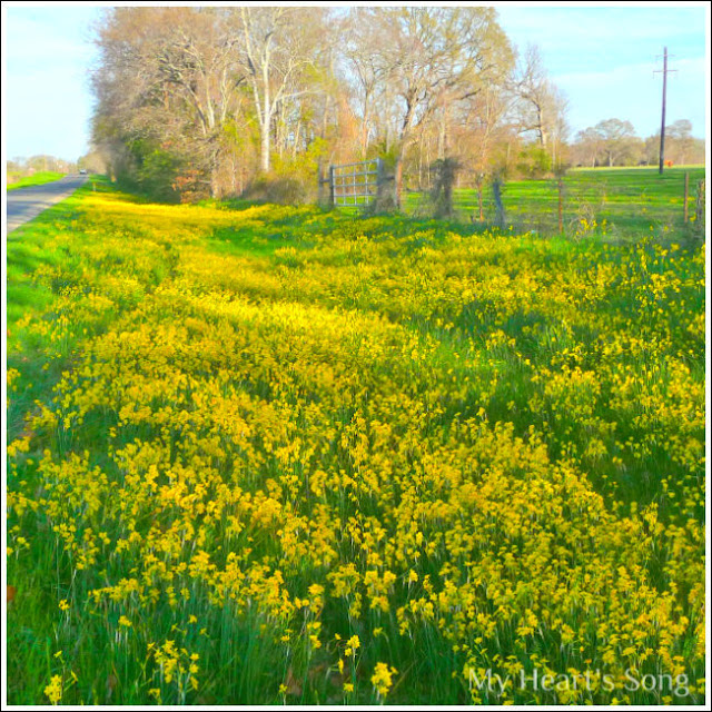 On the Road in East Texas