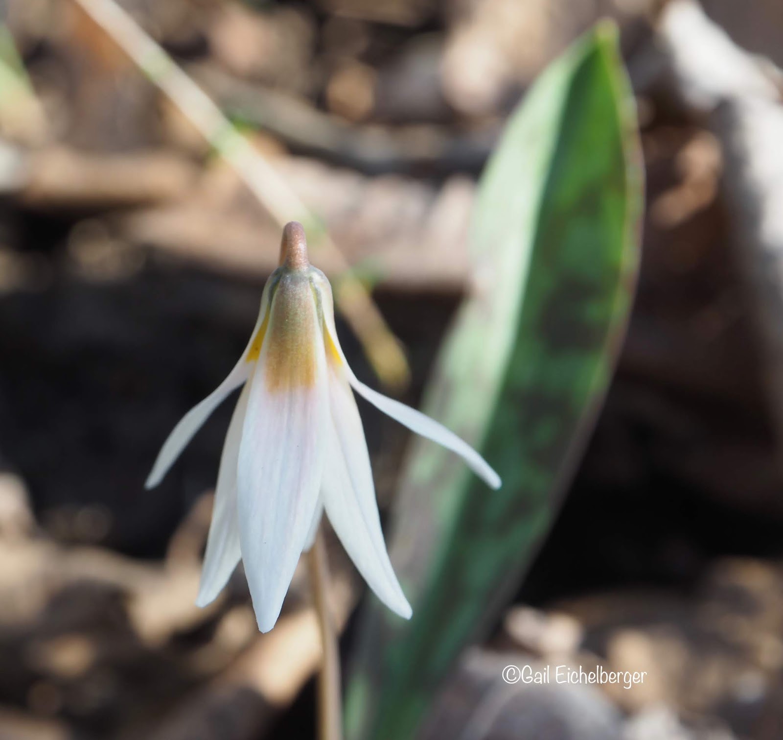 clay and limestone Wildflower Wednesday White Trout Lily