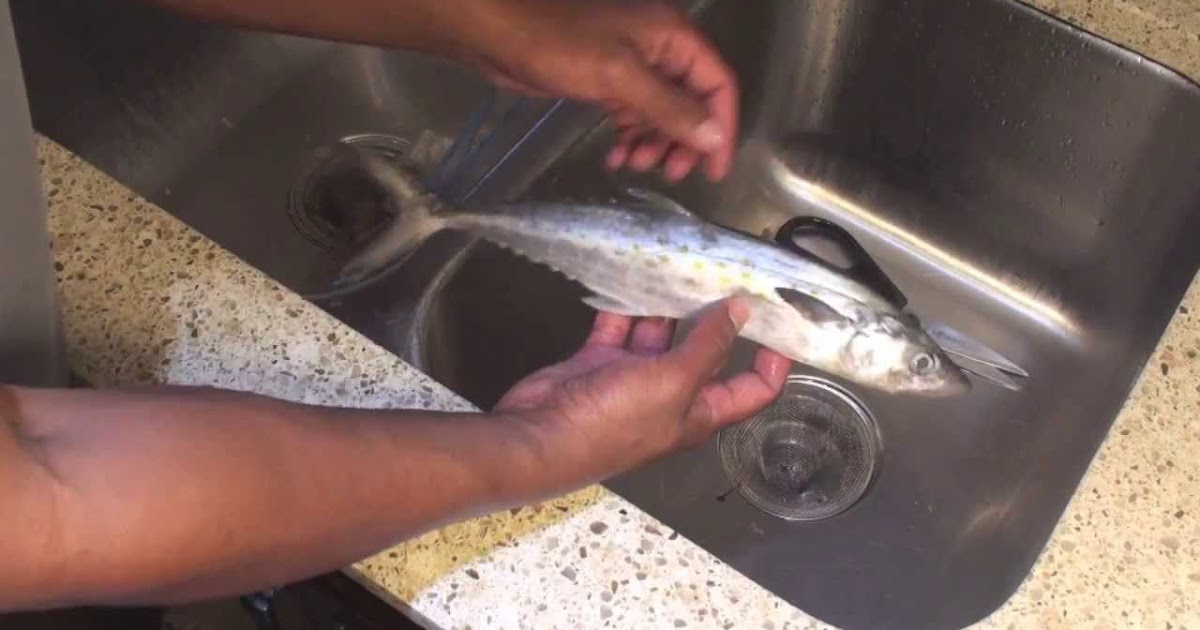 Mackerel Canned Fish, Mackerel Tomato Sauce, Mackerel Tin Fish, Price