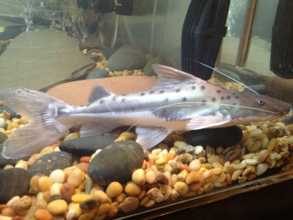 Dangerous and Exotic Fish Killer catfish Part 2