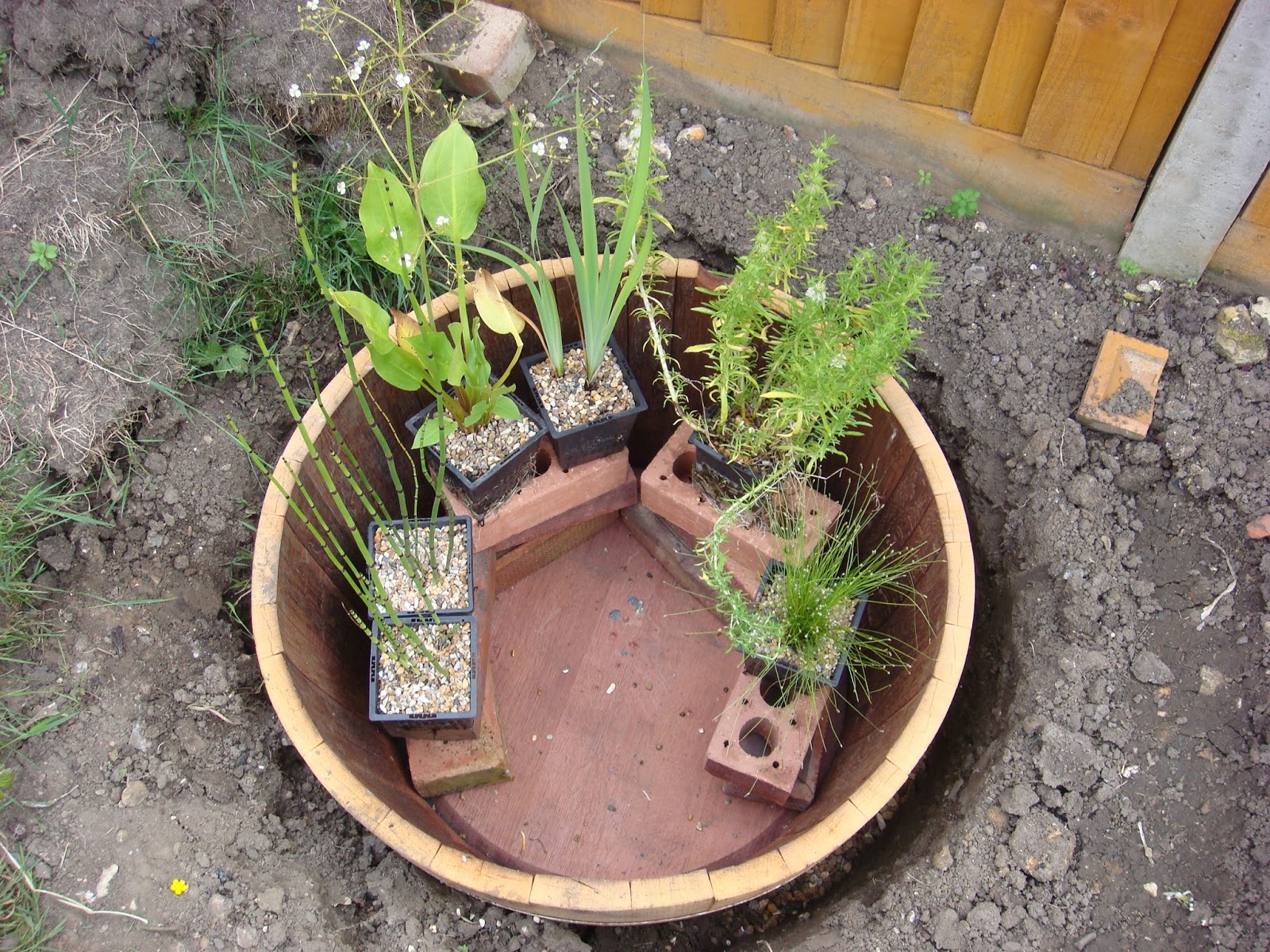 Veg patch from scratch How to make a wildlife barrel pond