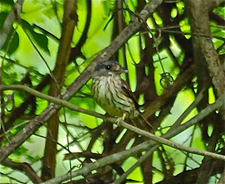 African Broadbill