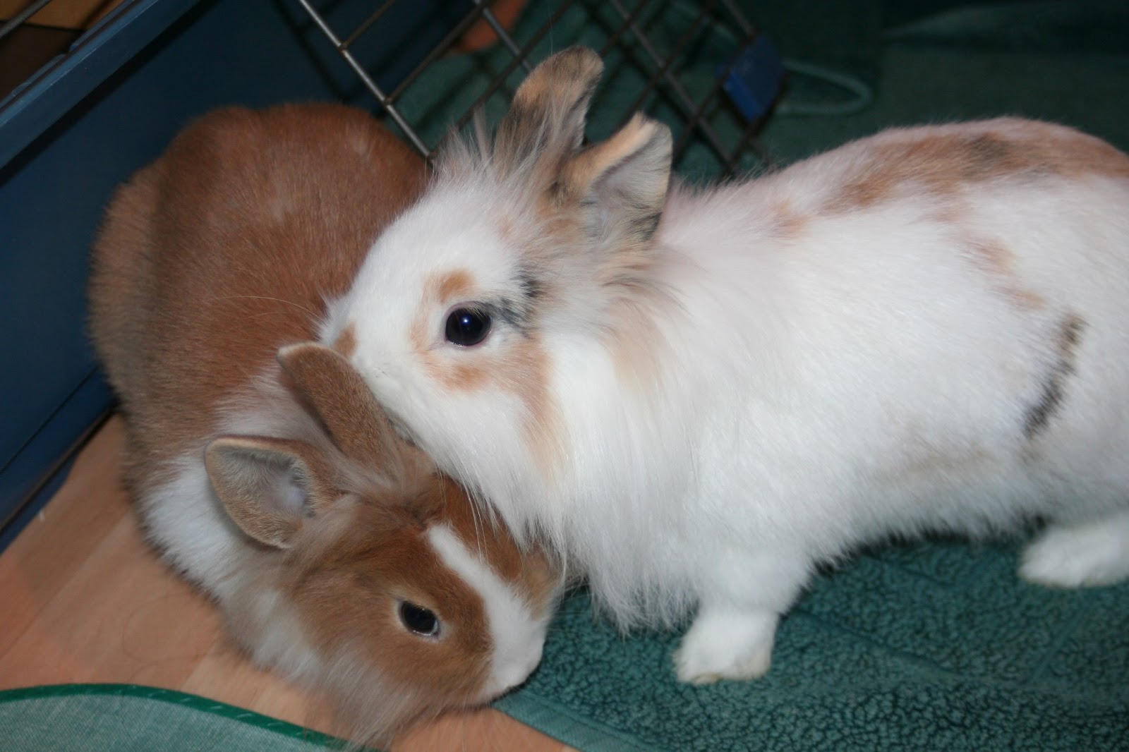 Zwergkaninchen richtig halten und beschäftigen Wie