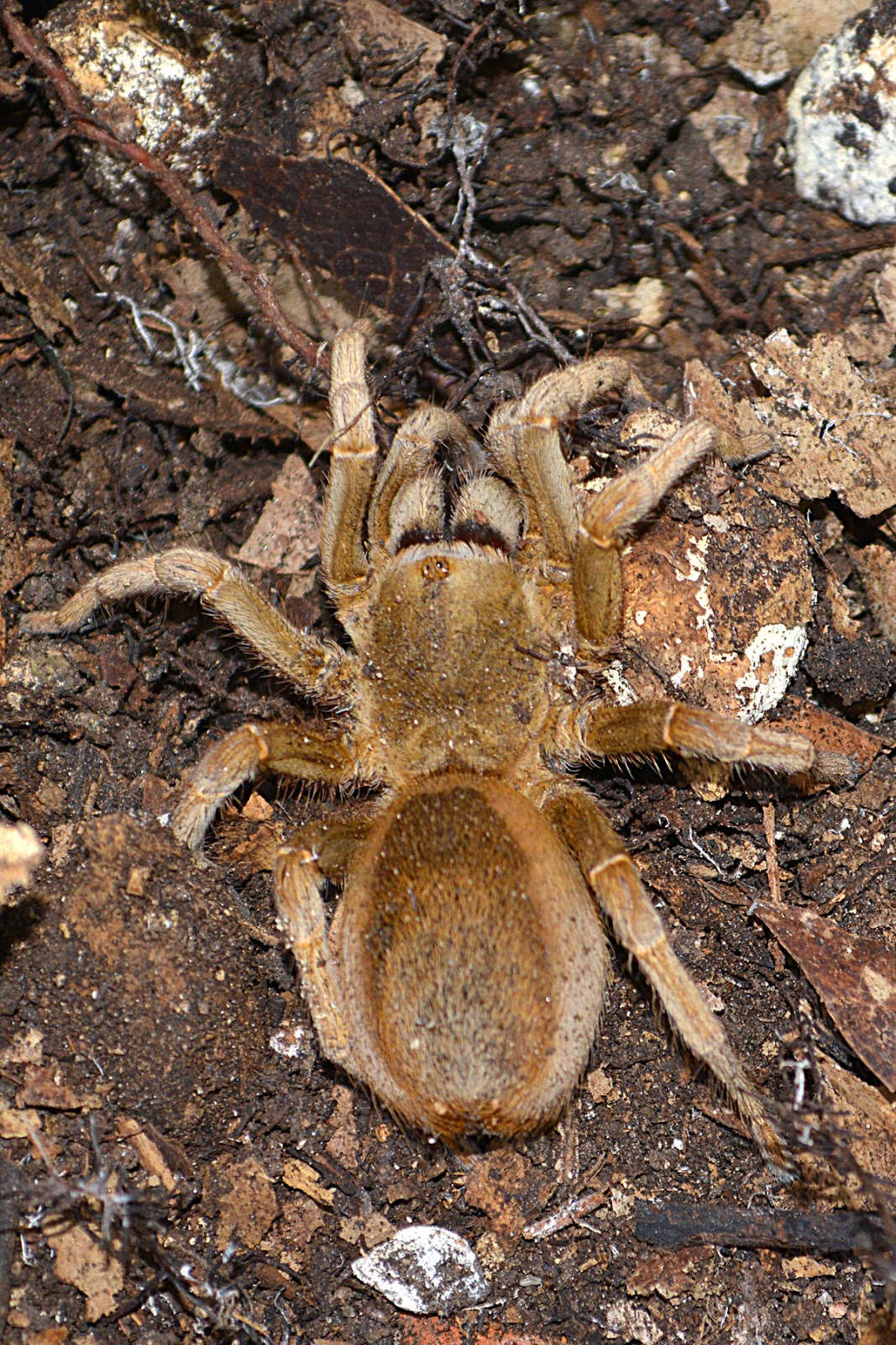 World Spider Catalog Natural History Museum Bern World Spider Catalog Natural History Museum Bern