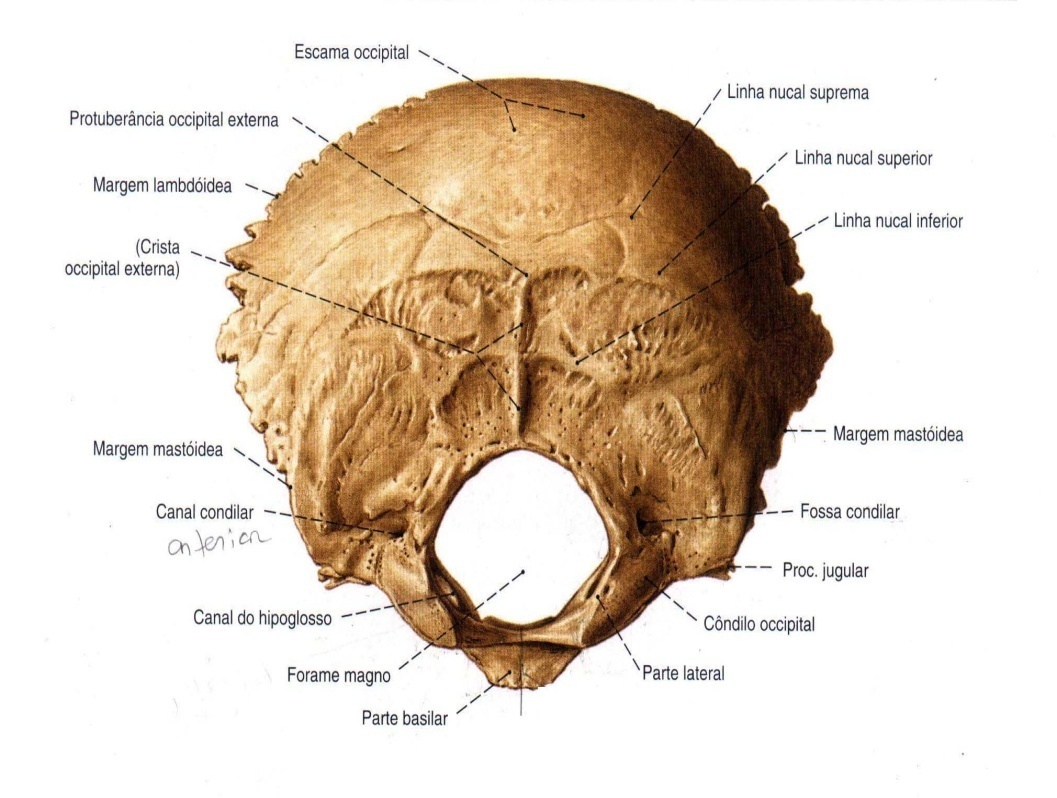 Мыщелок черепа. Затылочная кость os occipitale. Затылочная кость черепа анатомия строение. Затылочная кость кость в черепе. Canalis condylaris.