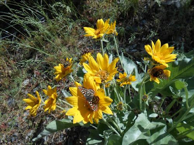 high desert flowers, yellow flowers, butterflies, spiritual readiness