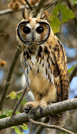 Bellas Aves de El Salvador: Pseudoscops clamator (búho rayado o gritón ...