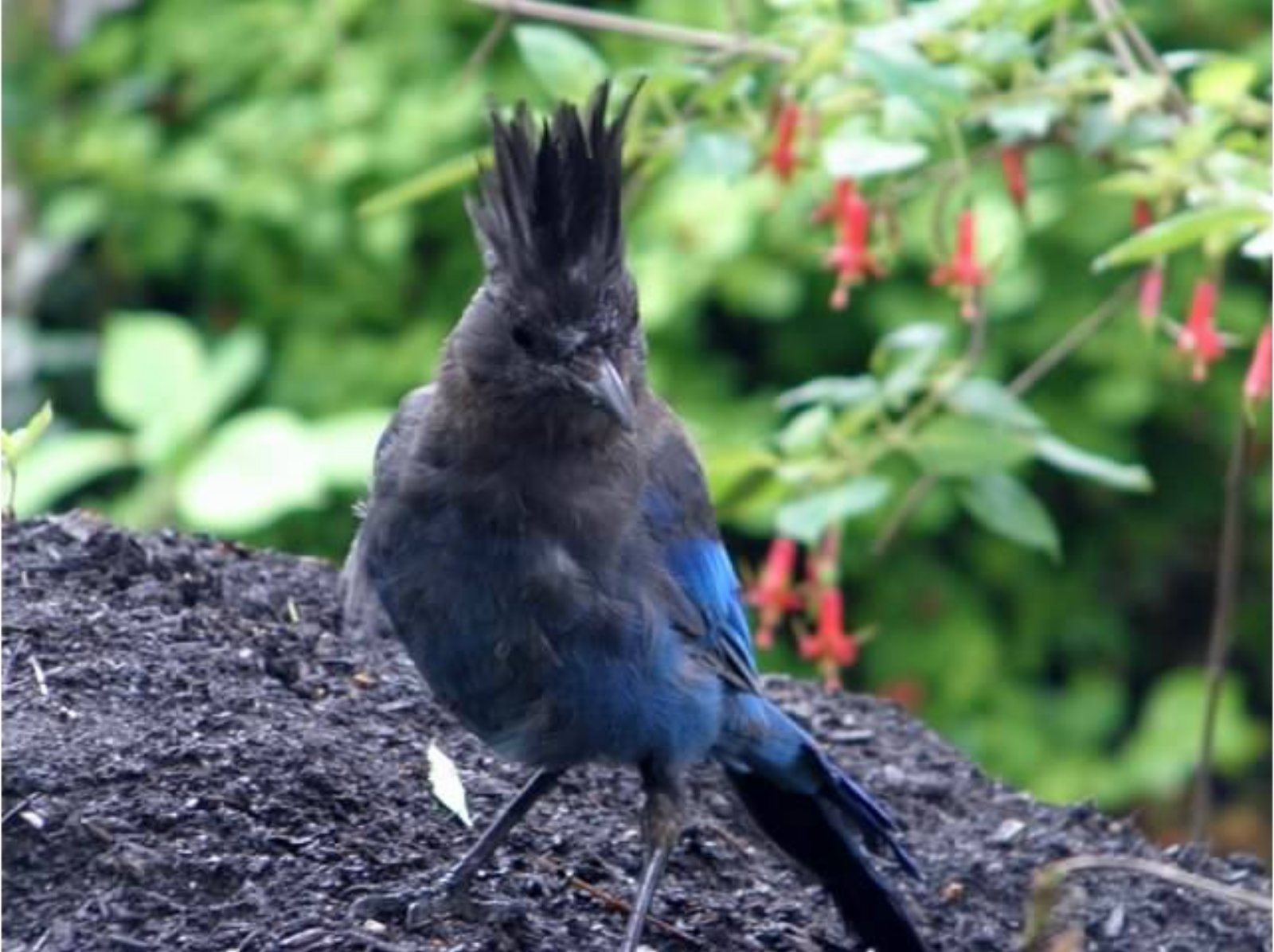 World Bird Wednesday Stellar Jay