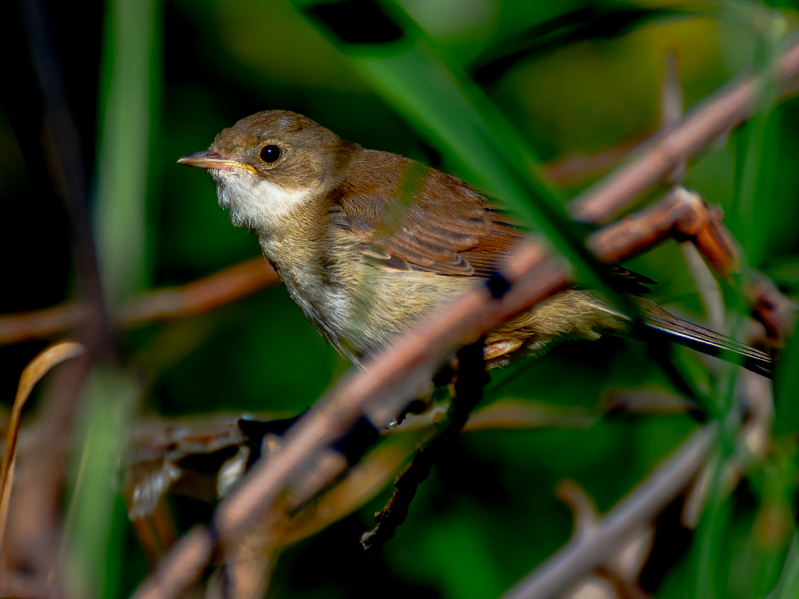 Młode cierniówki, jak cząstki elementarne