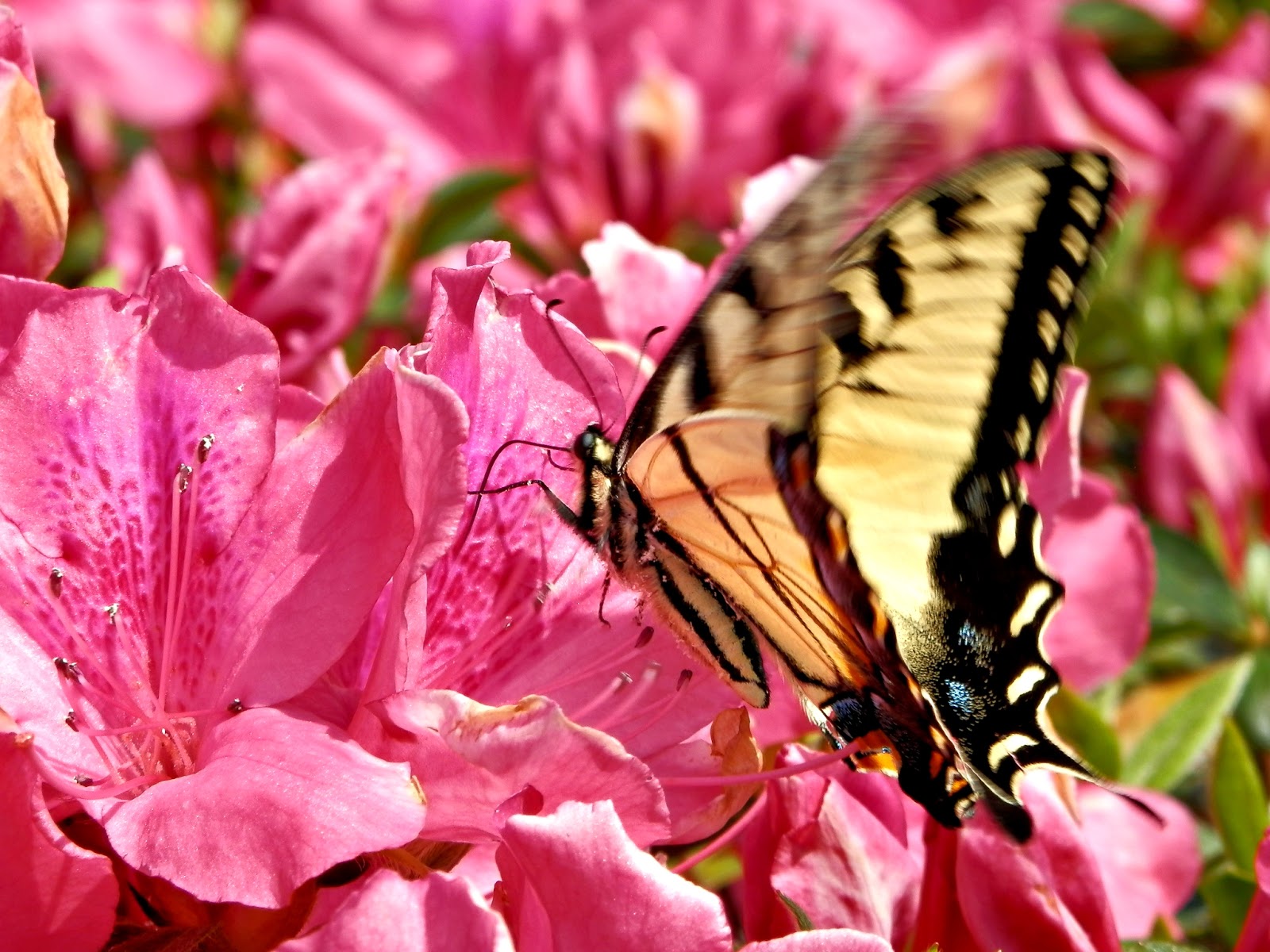 Americus Garden Inn Bed and Breakfast