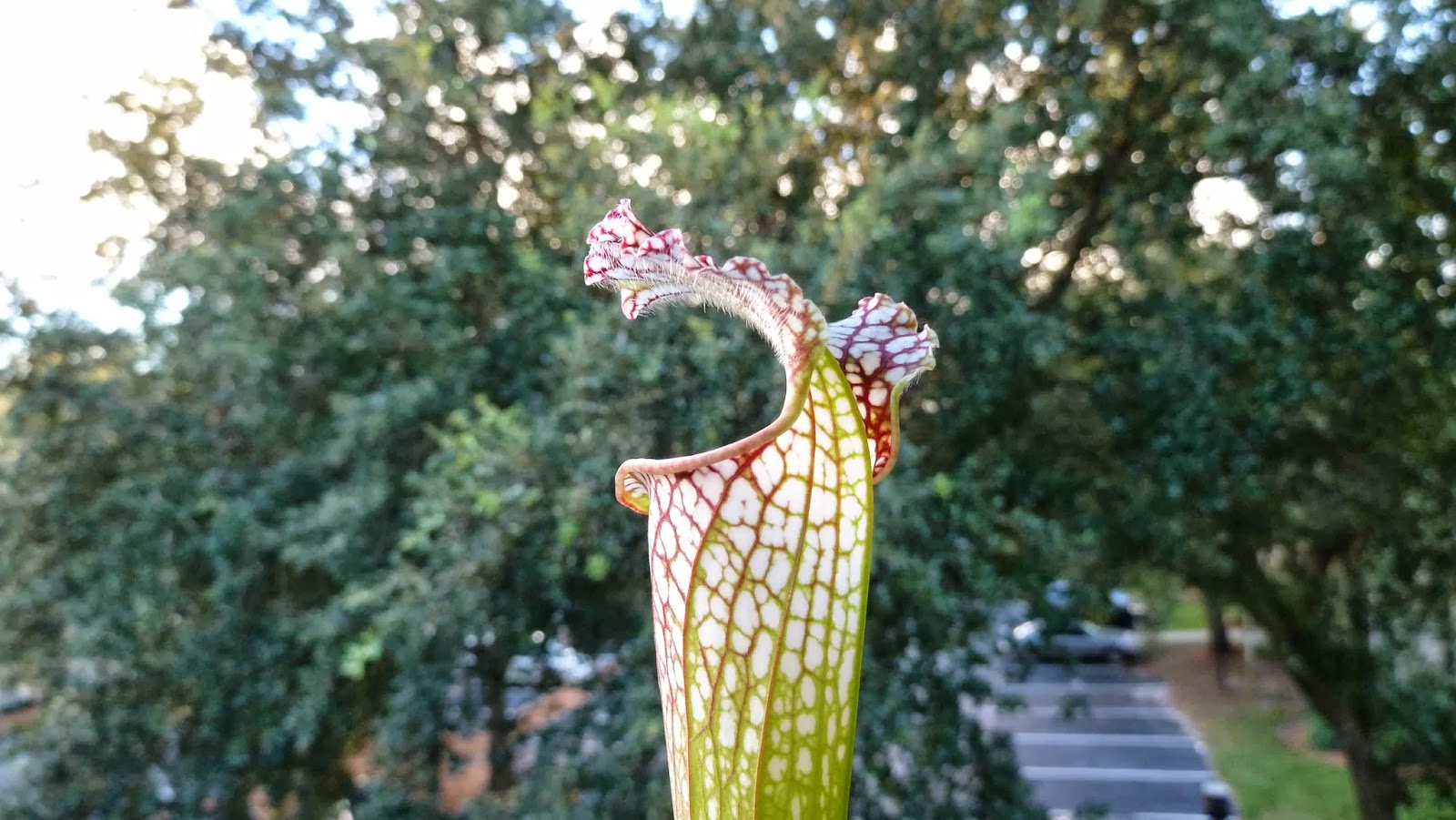 Hooray! Plants! Some Carnivorous Plant Pictures