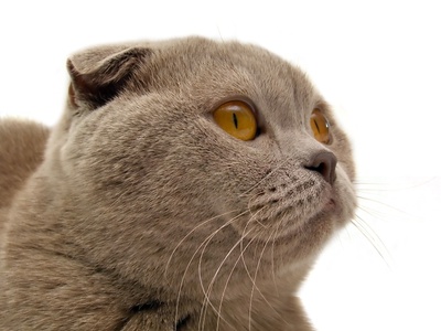 Scottish Folds Of Calgary Scottish Fold